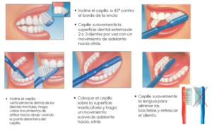 Técnicas de Cepillado que Deberías Conocer: Guía Completa🦷